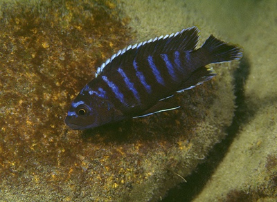 Labidochromis sp. 'lividus mozambique' Cobwe